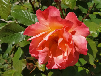 Similar image 21374770