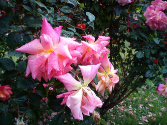 Similar image 21374775