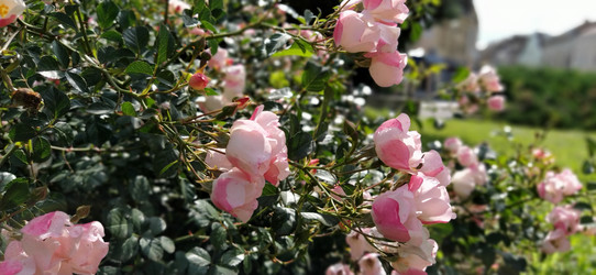 Similar image 21374779