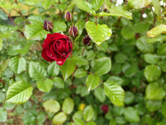 Similar image 21375002