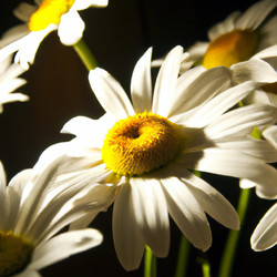 Similar image 21374290