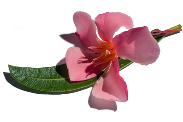 Similar image 21343698