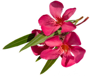 Similar image 21343699