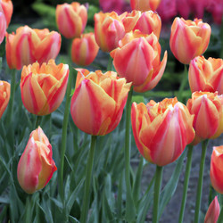 Similar image 21375193