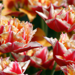 Similar image 21375412