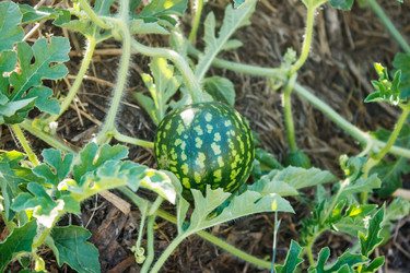 Similar image 21363758