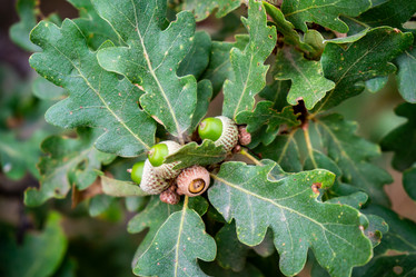 Similar image 21345954