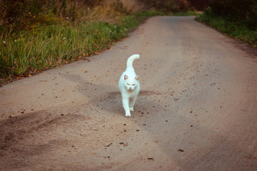 Similar image 21346260