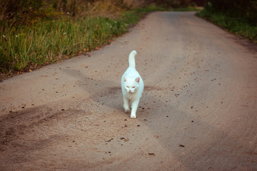 Similar image 21346261