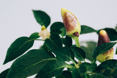 Similar image 21346522