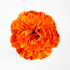 Similar image 21346548