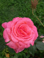 Similar image 21346330