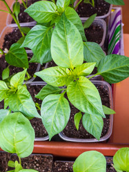 Similar image 21345566