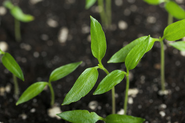 Similar image 21346066