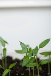 Similar image 21346067