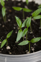 Similar image 21346070