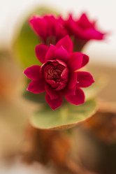 Similar image 21346386