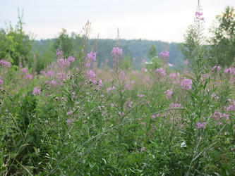 Similar image 21346440