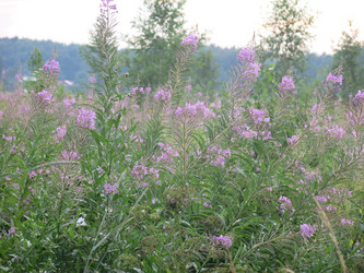 Similar image 21346441