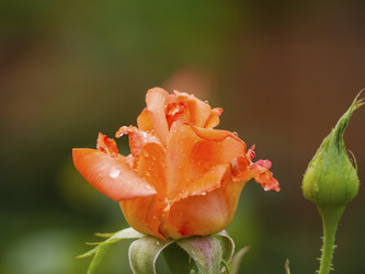 Similar image 21347242