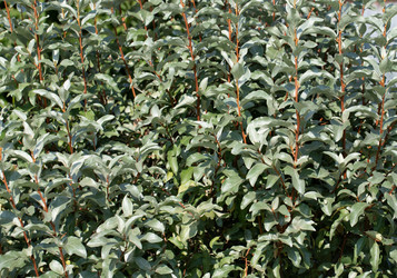 Similar image 21356872