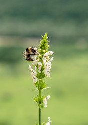 Similar image 21358032