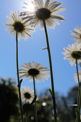 Similar image 21348288