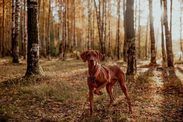 Similar image 21352635