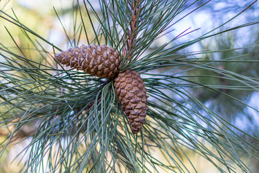 Similar image 21356104