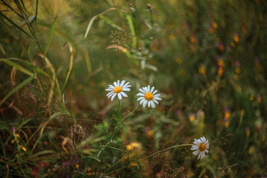 Similar image 21369602