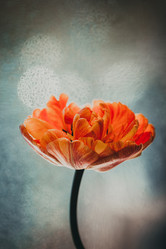 Similar image 21356578