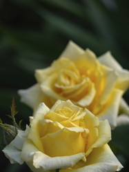 Similar image 21351272