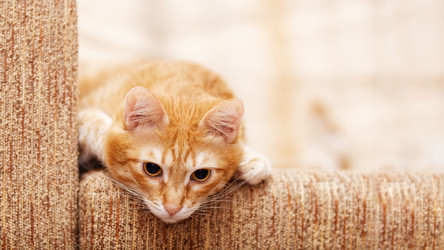 Similar image 21369761