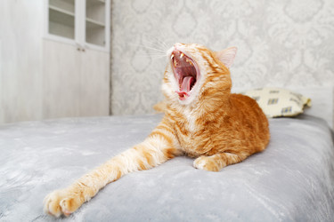 Similar image 21369768