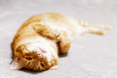 Similar image 21369782