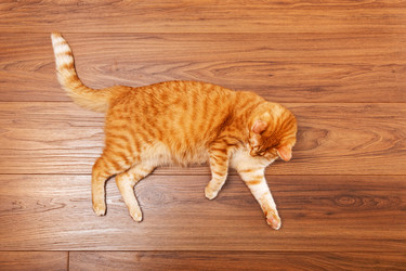 Similar image 21370126