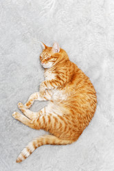 Similar image 21370147