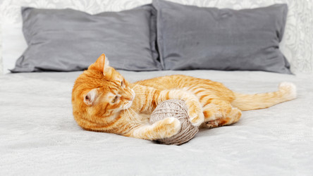 Similar image 21370149