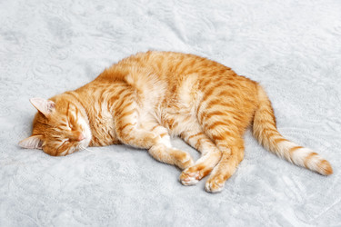 Similar image 21370165