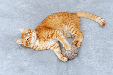 Similar image 21370168