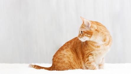 Similar image 21370185