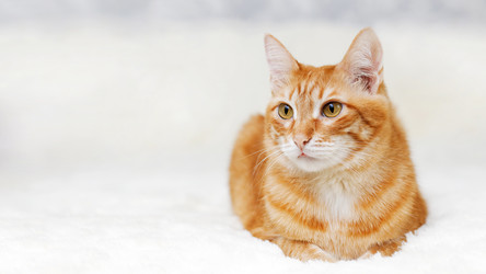 Similar image 21370187