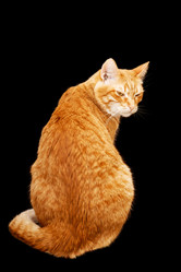 Similar image 21360525