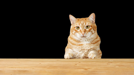 Similar image 21360540