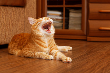 Similar image 21369849