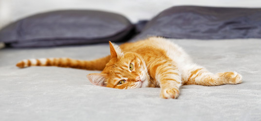 Similar image 21369861