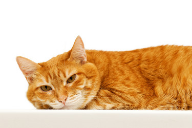 Similar image 21369903