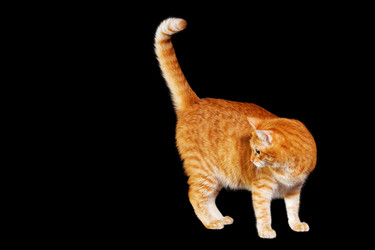 Similar image 21369909