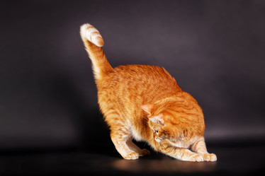 Similar image 21369912