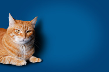 Similar image 21369934